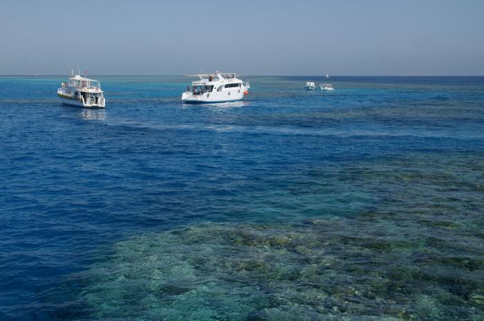 Tur cu barca cu delfini și snorkeling