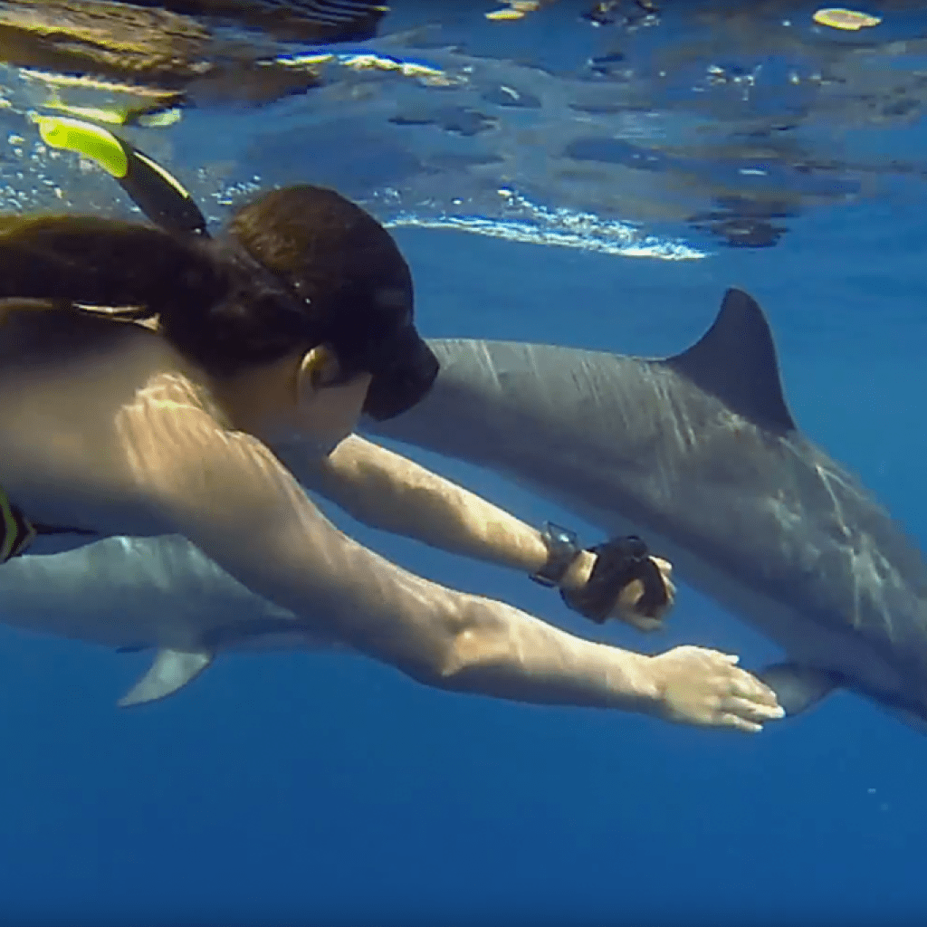 Tur cu barca cu delfini și snorkeling