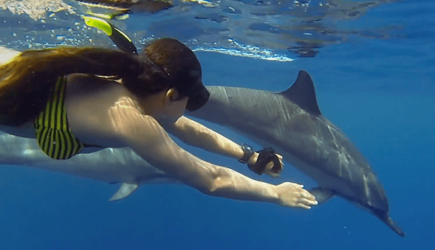 Dolphin Watching