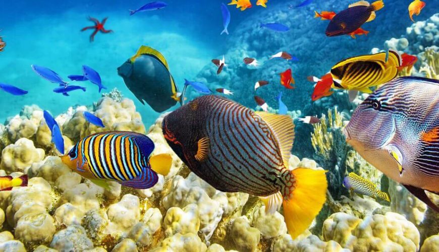 sea trips, hurghada tours